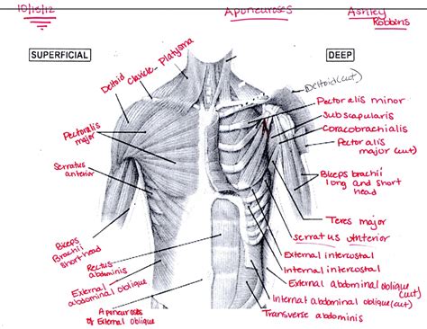 Chest Muscles Ashleys Anatomy Website