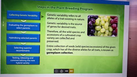 Steps In Plant Breeding Youtube