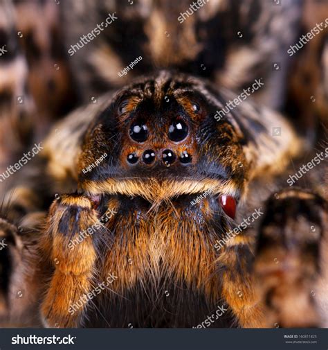 Close Up Of A Tarantula Spider With Big Eyes Stock Photo 160811825 ...