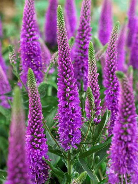 Veronica Purpleicious Bluestone Perennials