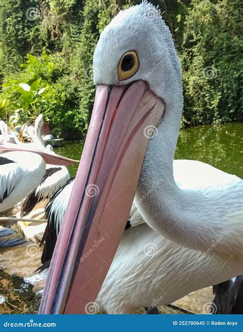 Pelican Bird is Waiting To Eat Stock Image - Image of wild, pelican