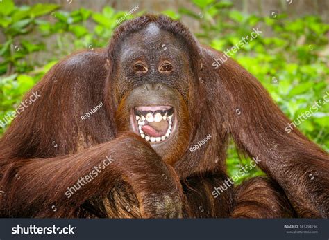 365 Laughing Orangutan Images, Stock Photos & Vectors | Shutterstock