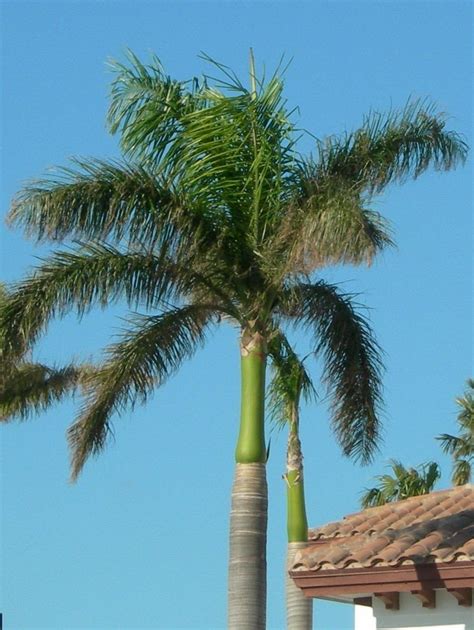 Roystonea Elata Florida Royal Palm 10 Seeds Amazon Co Uk Garden