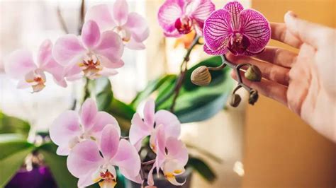 Comment Faire Refleurir Une Orchid E Utilisez Cet Engrais Sp Cial Et