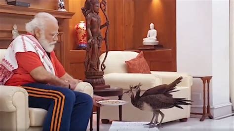 Pm Modi Share Video With Peacock In Pm House On Social Sites Gone Viral