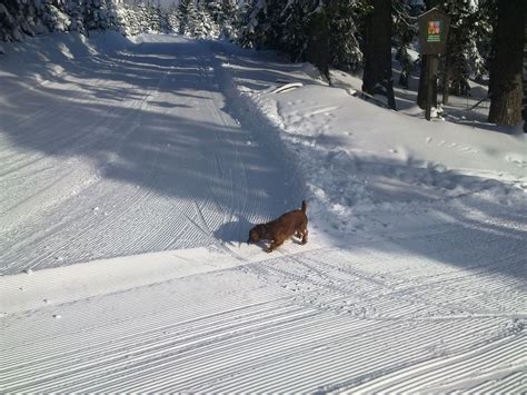Free Images : snow, winter, canidae, tree, freezing, geological