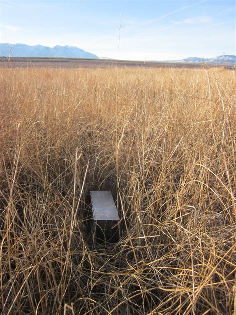 Bishop or Bust!: Small Mammal Trapping at Fish Slough