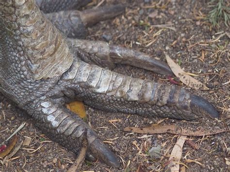 Prehistoric people were farming "the world's most dangerous bird" as ...