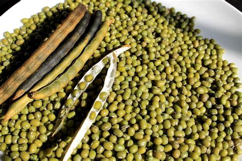 Seeds Mungbean Mung Bean Green Gram Mash Bean Munggo Soy Vigna