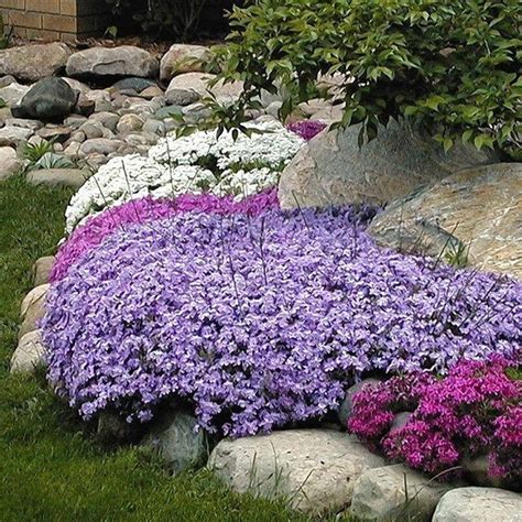 Emerald Blue Creeping Phlox Perennials Great Garden Plants