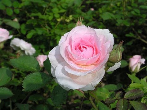 Роза Морден Блаш Фото И Описание – Telegraph