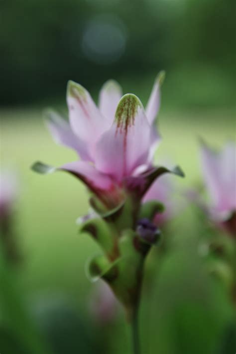 Curcuma hybrid 'Pink Butterfly' - Gingerwood Nursery