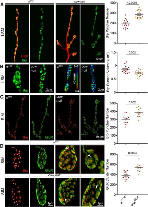 Carrier Of Wingless Cow Regulation Of Drosophila Neuromuscular