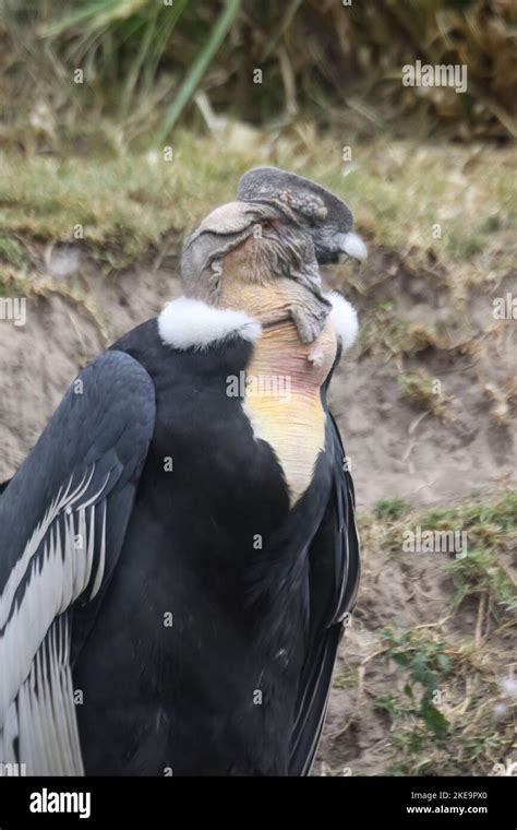 Andean Condor Vultur Gryphus Parque Condor Condor Park Otavalo