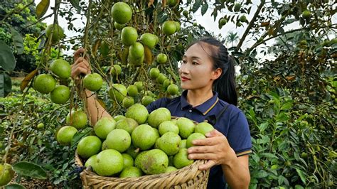 Harvesting Star Apple Fruit Goes To Market Sell Help People Grow