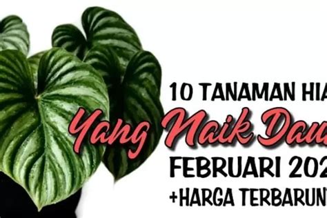 Para Pecinta Pada Memburu Tanaman Hias Yang Sangat Cantik Dan Sedang