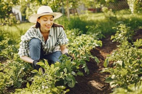 Como Cultivar Verduras E Legumes Vegetais Para Plantar Em Casa Como