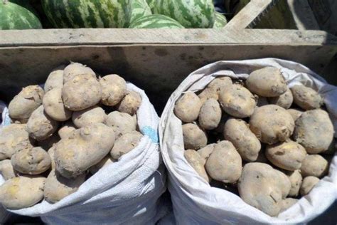 Картофель 'весна': фото, советы