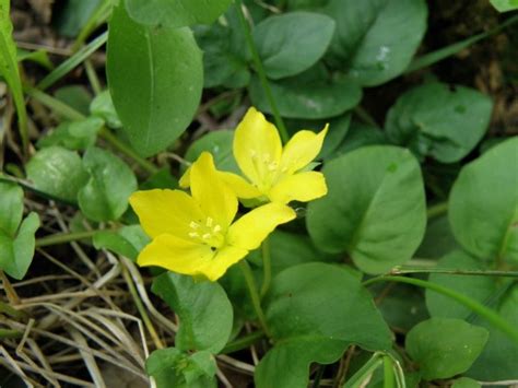 Льнянка обыкновенная подробная информация с фотографиями