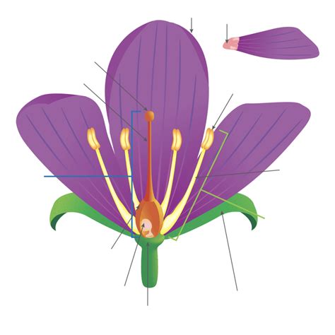 The Sex Life Of Plants Diagram Quizlet