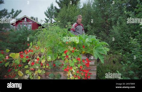 Beautiful Garden Nasturtium Growing In A Wooden Box With A Man Pruning