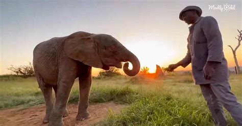 beautiful albino elephant enjoys delicious morning breakfast  caregiver