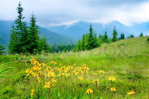 Sch Ne Berge Landschaft In Karpaten Stock Bild Colourbox