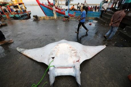 500 Manta rays Stock Pictures, Editorial Images and Stock Photos