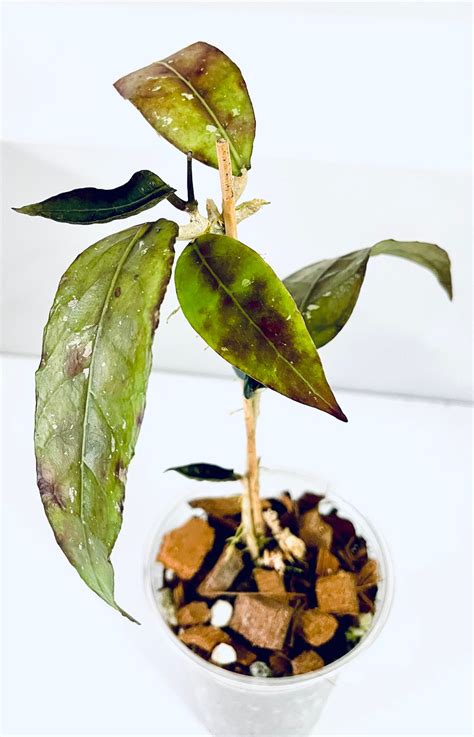Hoya Nap 04 Large Beautiful Well Rooting Plant Etsy