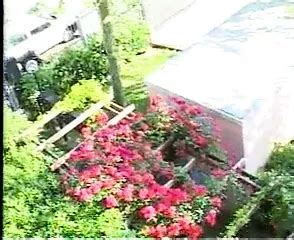 Il Trans Cavallo Italian Shemale Vintage Vintage Porn XHamster