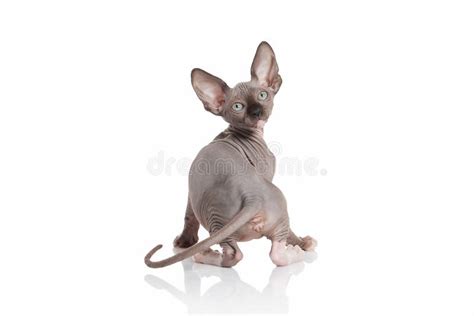 Naked Female Elf Stock Photos Free Royalty Free Stock Photos From