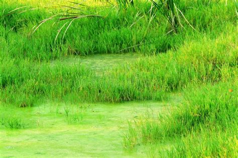 Wetland Grasses Stock Photo Image Of Growth Lake Wetland 70916480