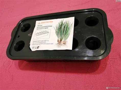 Лоток для выращивания зелёного лука Альтернатива - «Посадка лука просто ...