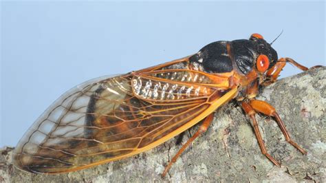 13 Year Cicadas Emerge Ready For Love