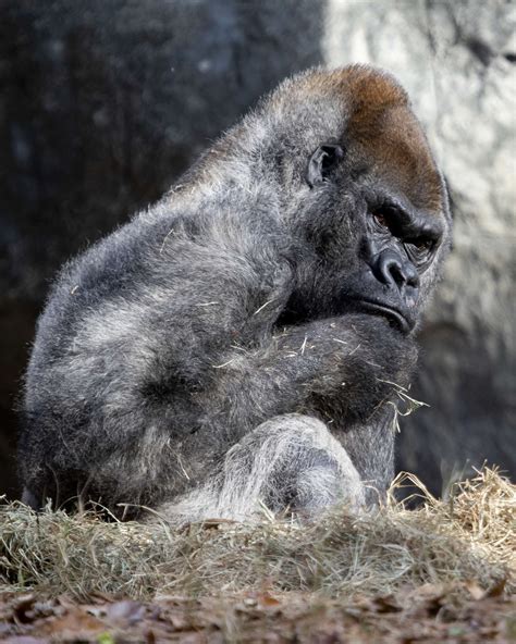 Great Ape Heart Project awarded fourth IMLS grant | Zoo Atlanta