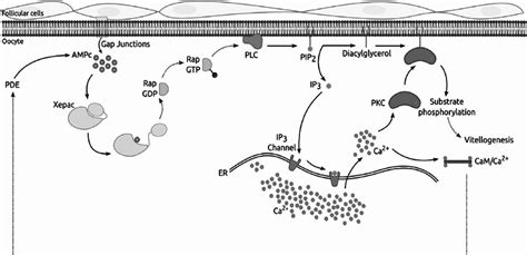 Schematic Representation Of The Signalling Pathway Suggested For