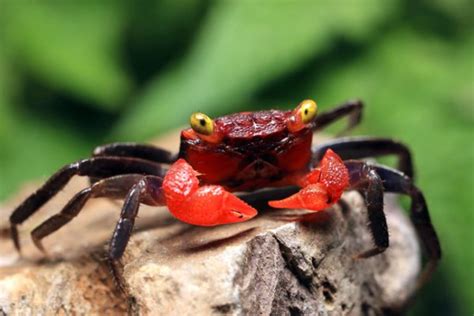 crab geosesarma vampire red devil crab  sale azgardenscom