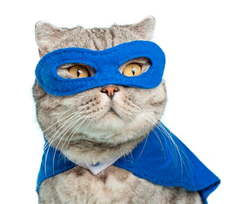 Клиника Кошек - специализированная ветеринарная клиника в Москве