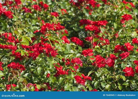 Rose Field Royalty Free Stock Photo - Image: 7640945