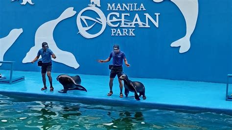 SEA LION SHOW || MANILA OCEAN PARK || ailyn samorin - YouTube