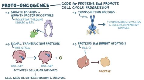 Oncogenes And Tumor Suppressor Genes Video And Anatomy Osmosis