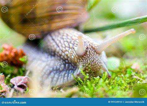 Land Snail On The Ground Stock Photo Image Of Closeup 99134910