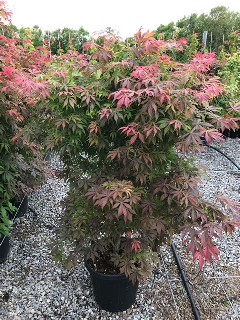 Acer Palmatum Fior D Arancio Gorini Piante