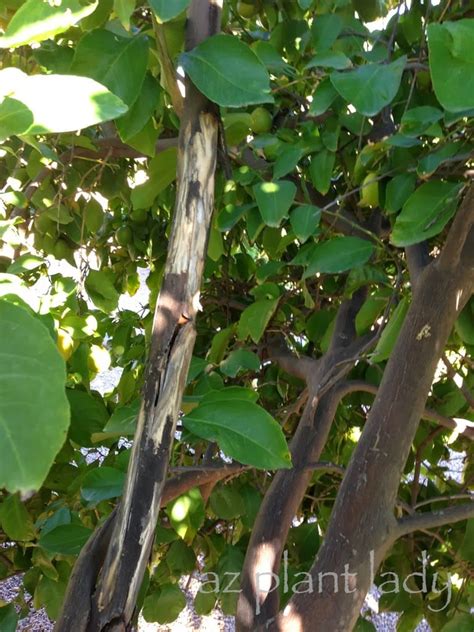 Sooty Canker Citrus 003 Desert Gardening 101