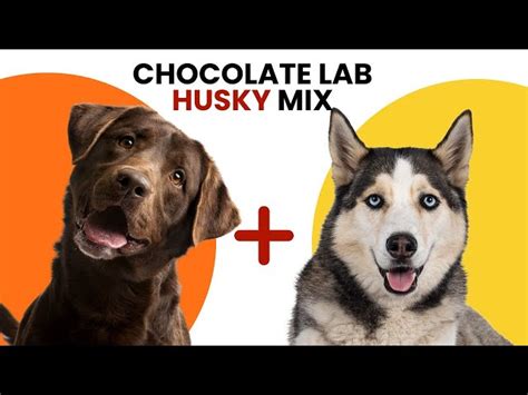 The Ultimate Siberian Husky and Chocolate Lab Mix: A Perfect Family Dog
