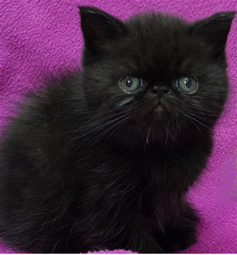 Santos Gatos / Gatos Maine Coon, Persas y Exóticos Colombia added a new
