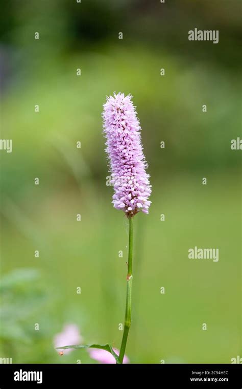 Persicaria bistorta flower Stock Photo - Alamy