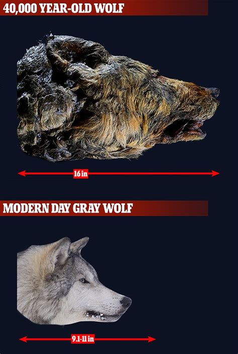 Giant Head Of A Wolf That Was Severed From Its Body 40000 Years Ago