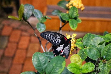 Scarlet Mormon Butterfly Photograph By Ladonna Mccray Fine Art America