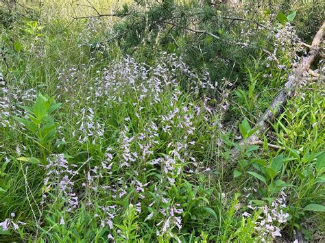 Penstemon Canescens Hummingbird Hill Native Plant Nursery